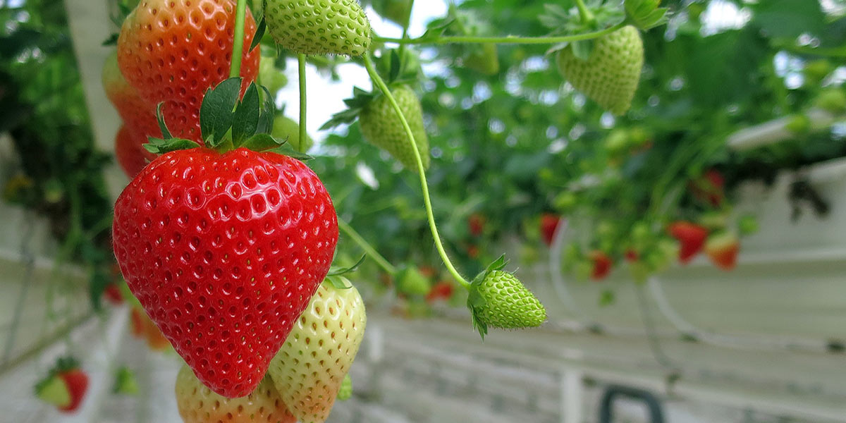 Il futuro dell’impollinazione delle fragole in serra passa dai droni